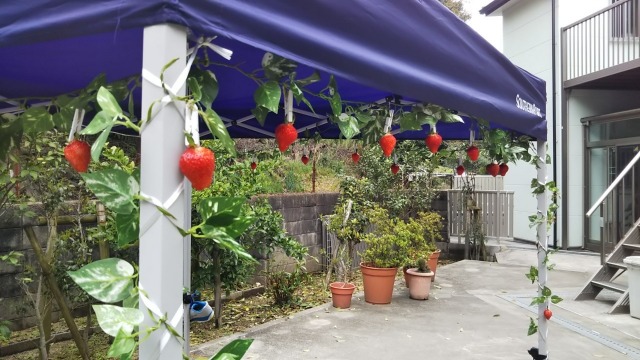 こんな時期、少しだけ春を味わいました！